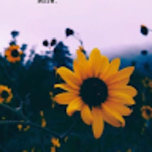 Meet your Posher, Kylee